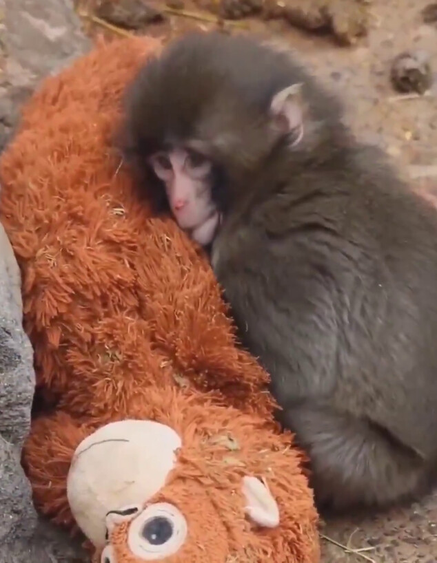 פאנץ הקוף ובובת הפרווה שלו